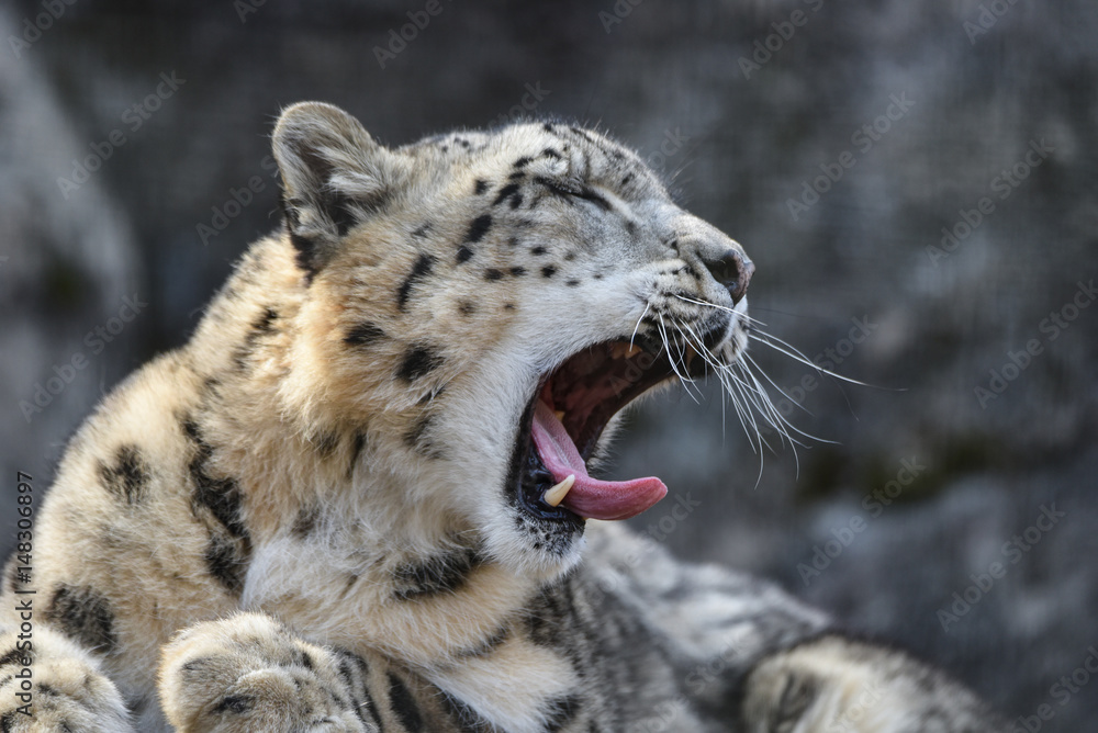 Obraz premium ユキヒョウ