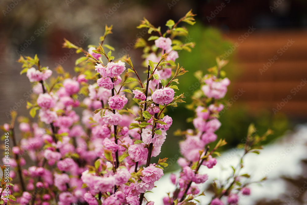 Branch with bright beautiful pink flowers of hawthorn tree,Pink hawthorn flowers.Pink flowers hawthorn tree - (Crataegus laevigata)Spring natural background, flowering tree in pink. Springtime season