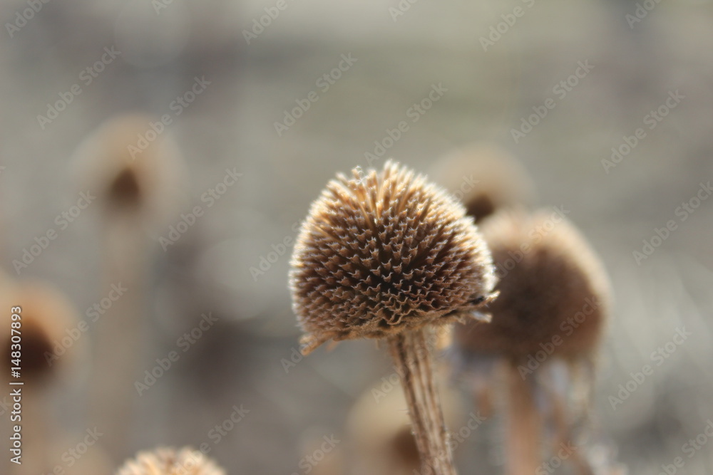 dandelion dandelion