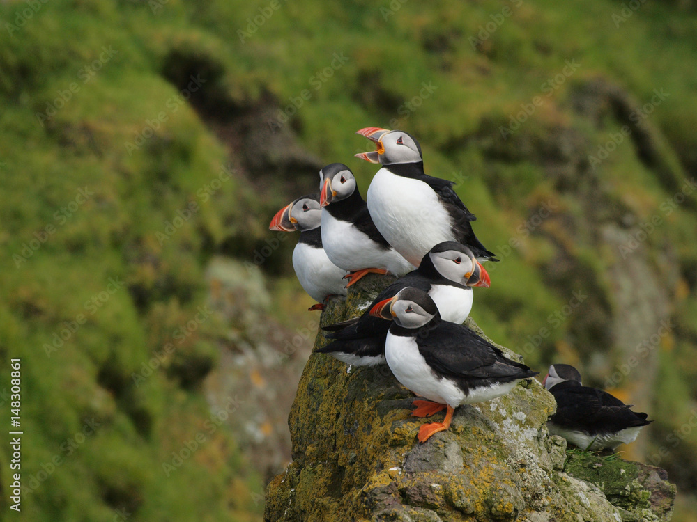Fototapeta premium Group of puffins on a cliff