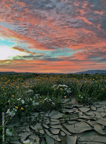  Amazing sunrise with desert wildflowers and cracked mud in foreground