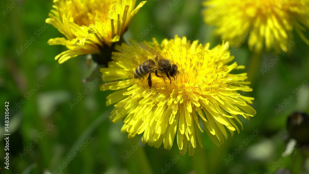 Bee is collecting pollen from a dandeion Bee is collecting pollen from a dandeion