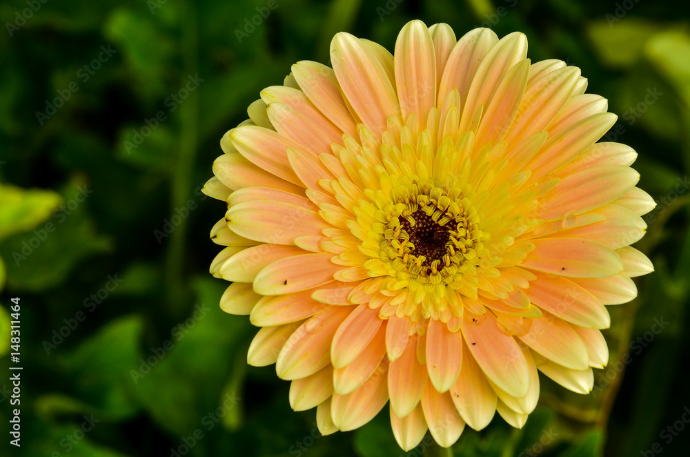 Gerbera daisy flower Gerbera daisy flower