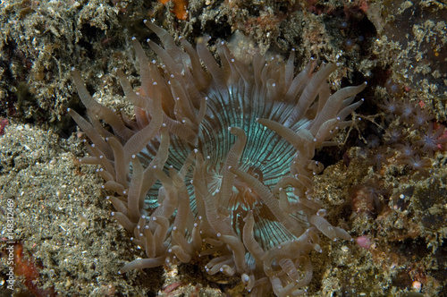 Sea Anemone photo