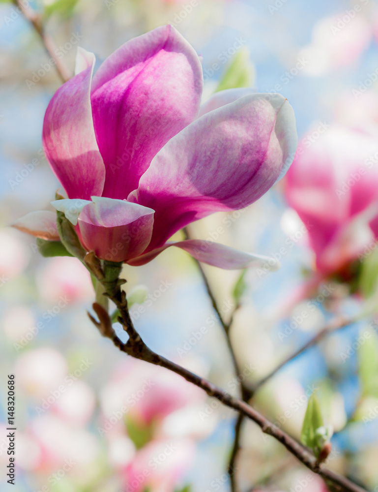 Magnolia flower on soft background Magnolia flower on soft background