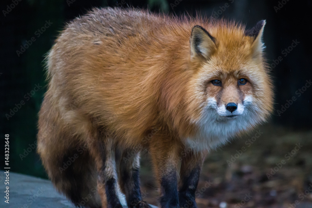 Naklejka premium Portrait of red Foxes. Fox is a beast of medium size with an elegant body on low legs, with elongated snout, pointed ears and a long bushy tail.