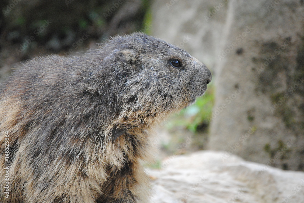 Marmotte