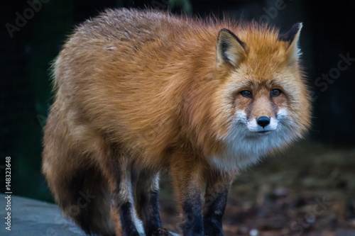 Portrait of red Foxes. Fox is a beast of medium size with an elegant body on low legs  with elongated snout  pointed ears and a long bushy tail.