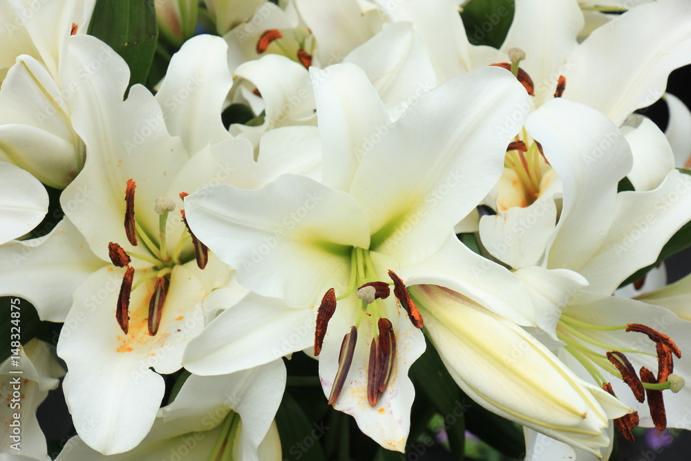 Obraz premium Big white lilies