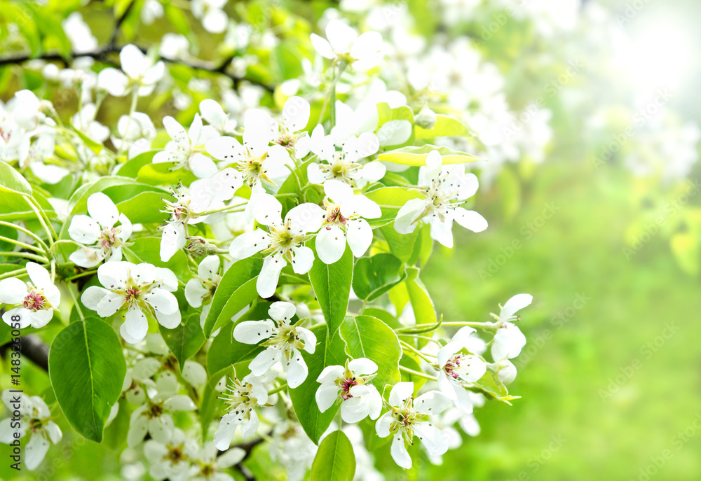 Cherry apple blossoms over nature background