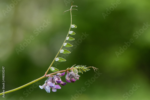 Bush vetch (Vicia sepium) plant in flower. A striking purple member of the pea family (Fabaceae), showing flowers, leaflets and tendrils photo