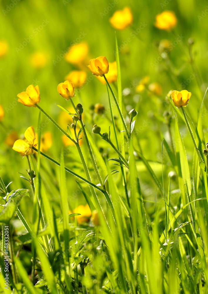 Fleurs de Boutons d'or , renoncule rampante, prairie sauvage Stock Photo |  Adobe Stock