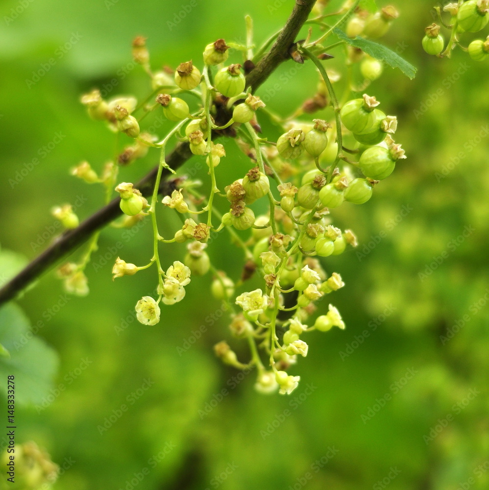 Groseillier blanc, fleurs et fruits Groseillier blanc, fleurs et fruits