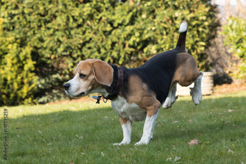 running beagle in a garden