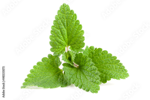 Melissa leaf or lemon balm isolated on white background