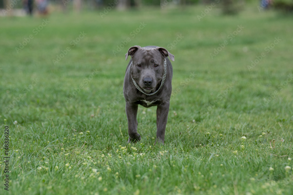 Beautiful Pitbull terrier dog standing in the garden Beautiful Pitbull terrier dog standing in the garden