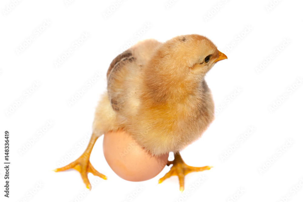 Fototapeta premium Cute little chicken with egg isolated on white background