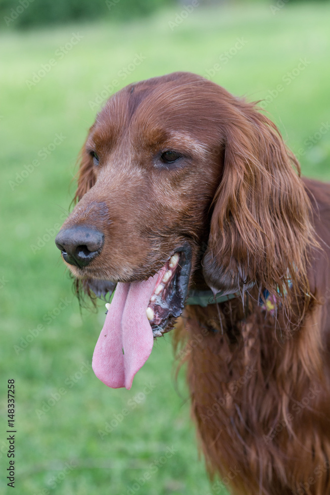 Portrait of Irish setter dog. Selective focus