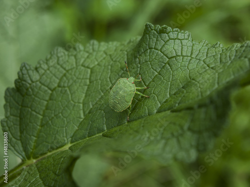 Close-Up Of Green Shield Bug Or Palomena Prasina Camouflaged On Leaf