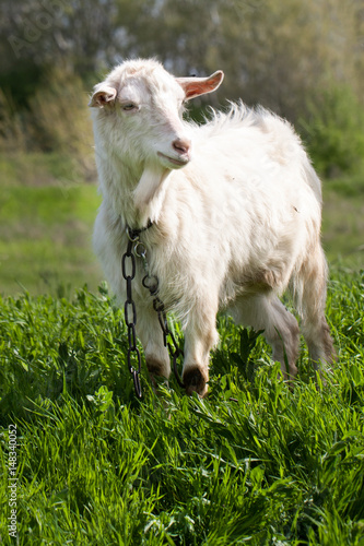 One white goat on green grass in a field