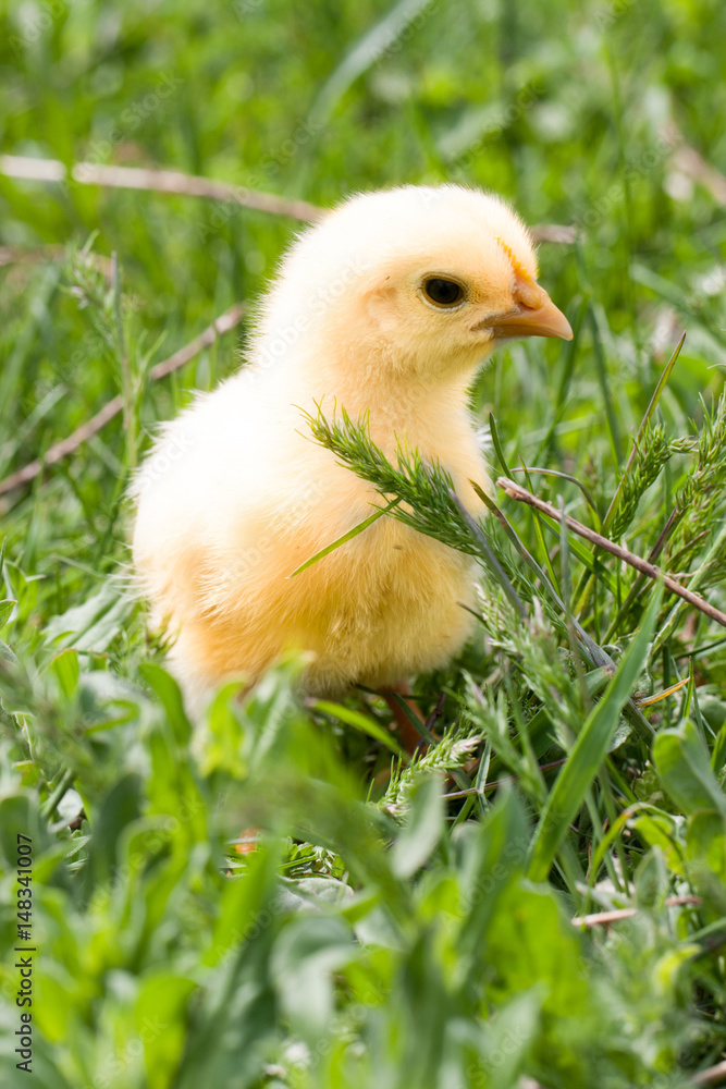 yellow baby chicken in the green grass