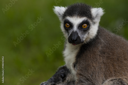 Tailed lemur © Jana