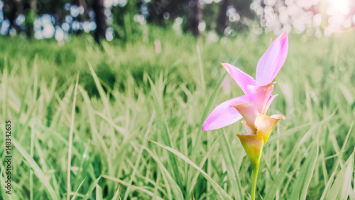 Blooming Siam Tulip or Summer Tulip  Cucuma Sparganifolia    It is a tropical plant of North-eastern part of Thailand.