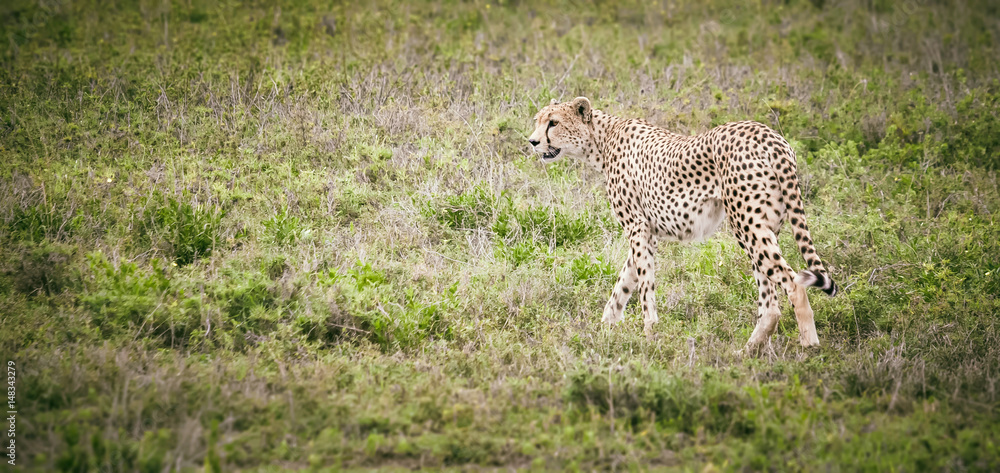 Naklejka premium Cheetah walking in african savanna