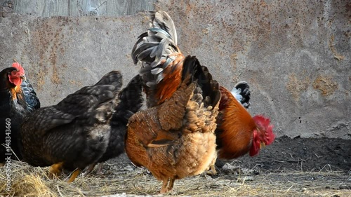 Rooster and Chickens walk in the yard and peck seeds