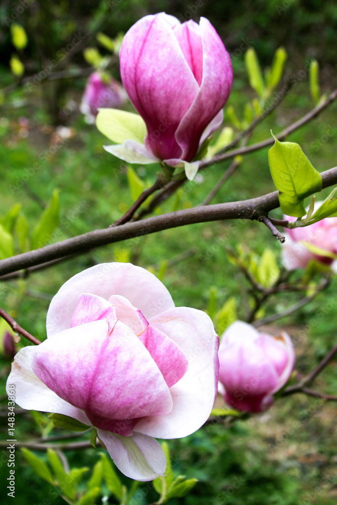 Magnolia pink flowers on branches Magnolia pink flowers on branches