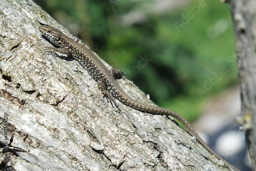 Lizard on trunk © Donato
