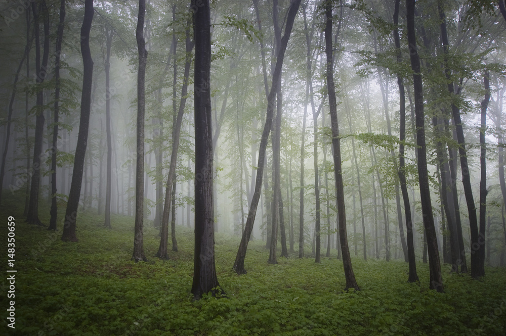 Naklejka premium green forest with lush vegetation, natural landscape