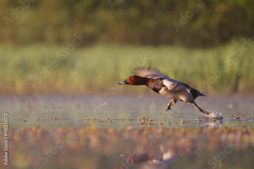 Décollage du fuligule milouin