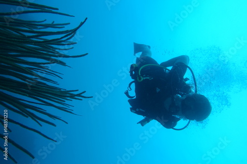 Wallpaper Mural Diving in Puerto Rico Torontodigital.ca