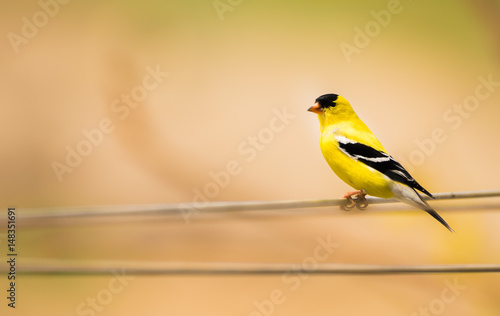 American Goldfinch