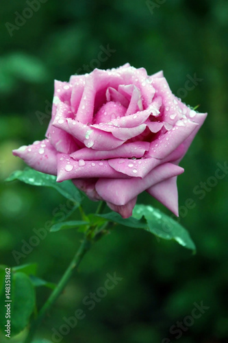 Pink rose