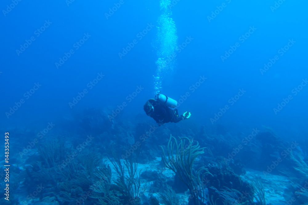 custom made wallpaper toronto digitalDiving in Puerto Rico