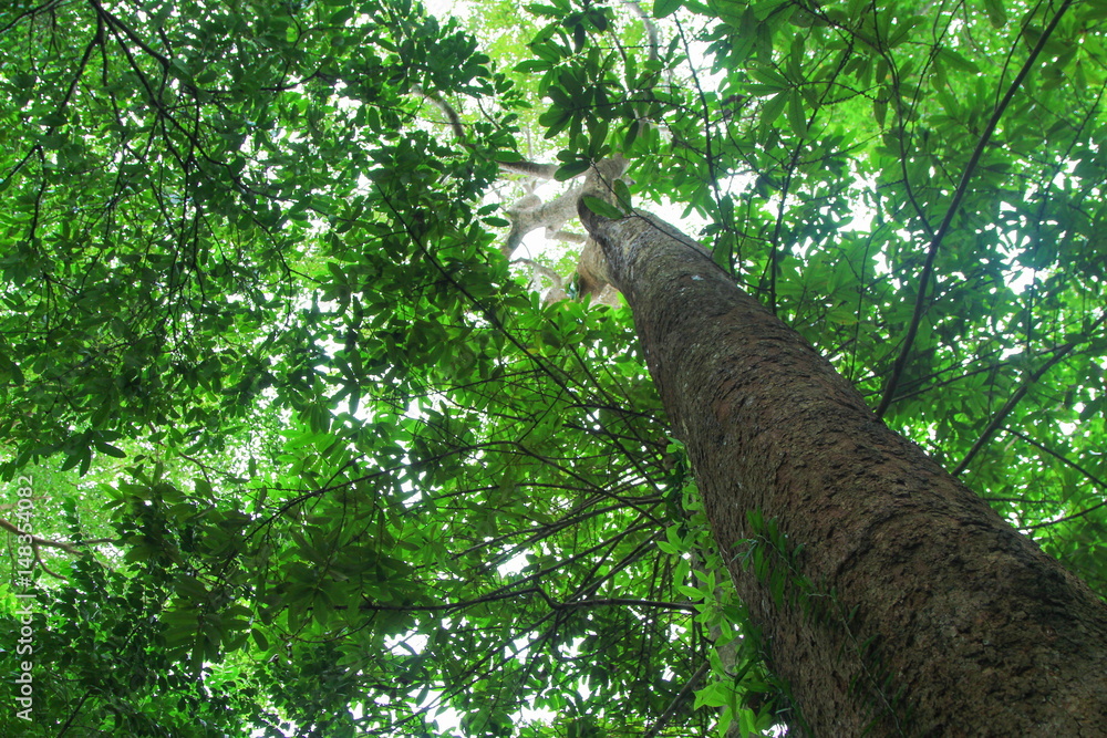 Fototapeta premium branch leaf of tree in the forest, bottom view