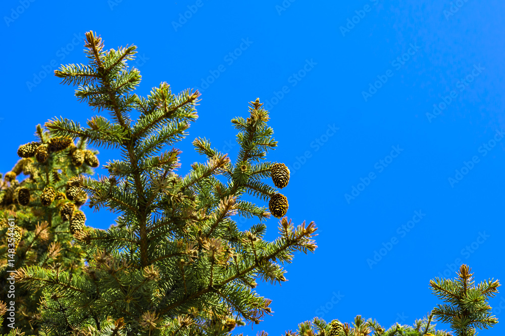 Cedar, spruce, pine branches against the sky on a sunny day Cedar, spruce, pine branches against the sky on a sunny day