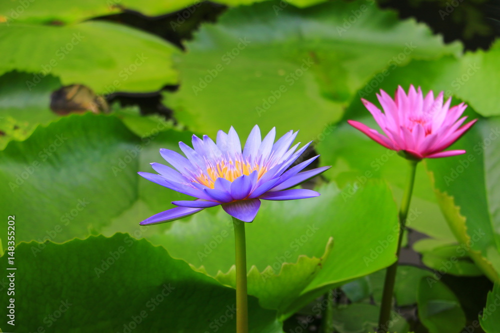 lotus flower or water lilly purple beautiful in nature lotus flower or water lilly purple beautiful in nature