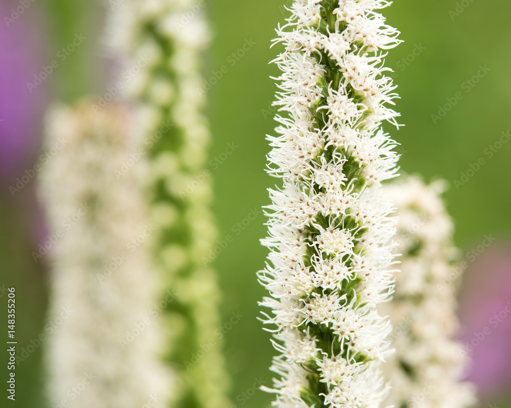 Fototapeta premium Flower Liatris spicata