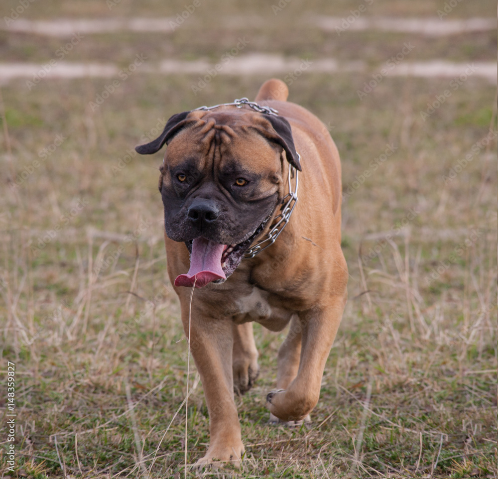 Rare mastiff best sale