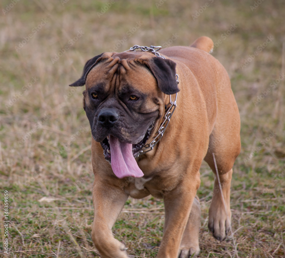 Autumn. Portrait in motion. A rare breed of dog - the Boerboel. South African Mastiff.