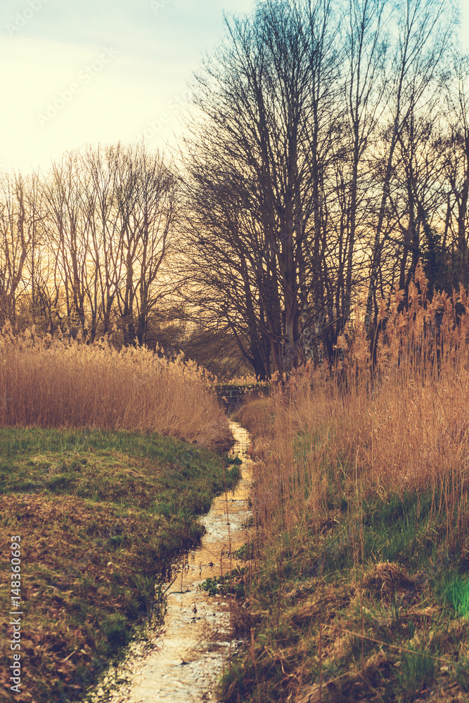 Fototapeta premium small stream with trees in the background