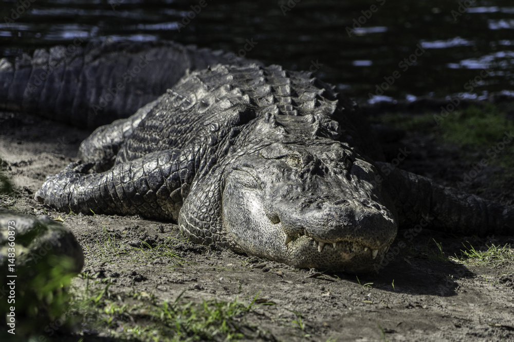 Obraz premium Crocodile in repose