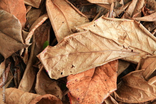 dry leaf texture background in nature