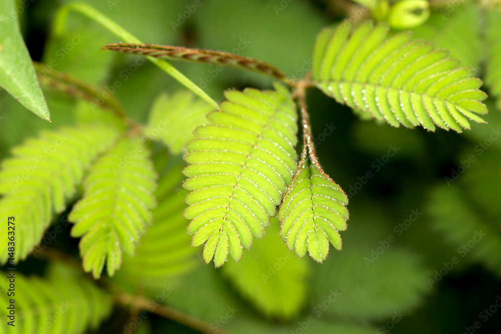 Sensitive plant and water drop ( mimosa pudica )