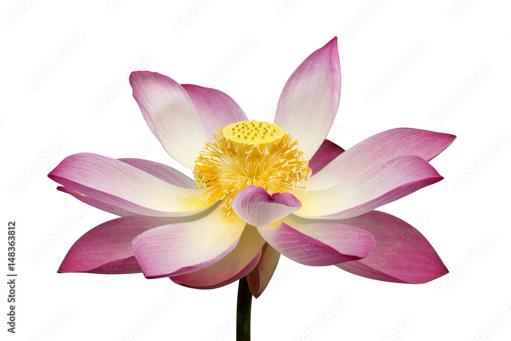 Obraz premium Beautiful lotus flower