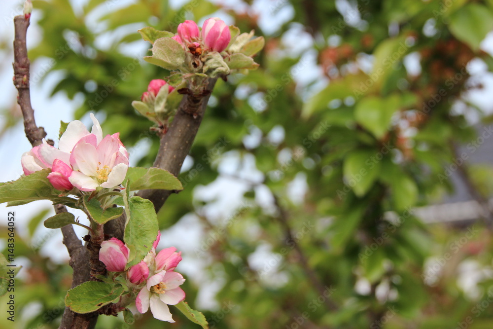 Fototapeta premium Junger Apfelbaum im Garten mit Blüten, Blumen, Rapsfeld,Bienen, Marienkäfern