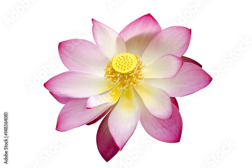 Beautiful lotus flower © noppharat